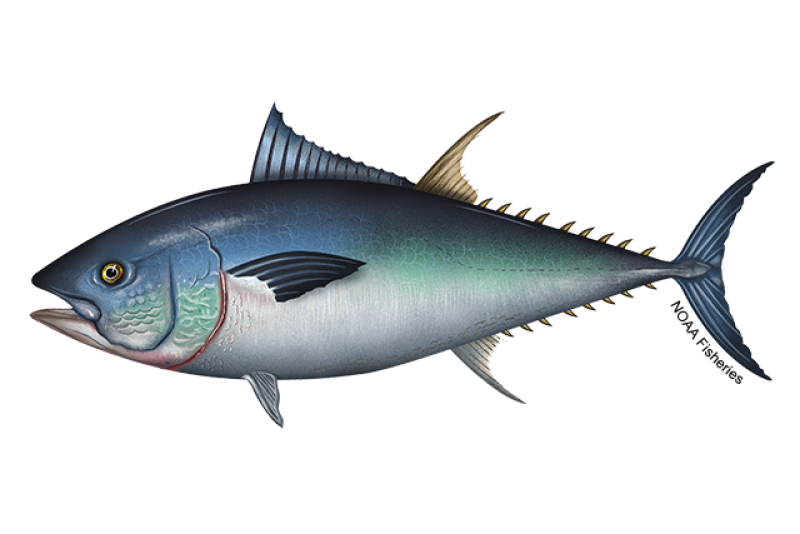 Side-profile illustration of a bluefin tuna fish with silvery white bottom half and blue and green on top half and back. Bluefin tuna fish have small yellow fins from second dorsal to tail fin. Credit: NOAA Fisheries/Jack Hornady
