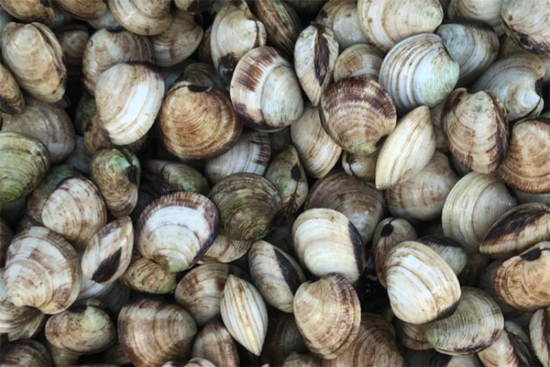 Mercenaria Mercenaria (hard shell clams) that were grown in the Nomilo Fishpond.