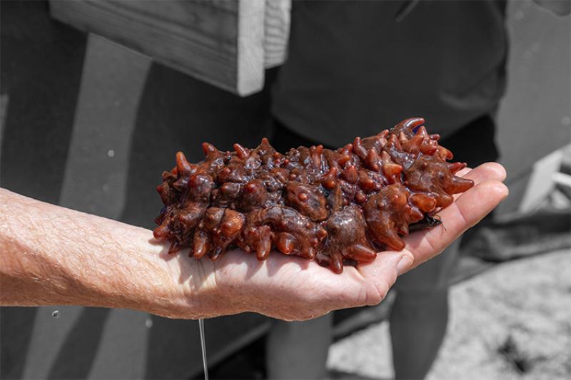 Dark reddish sea cucumber with spikes held be someone's hand.