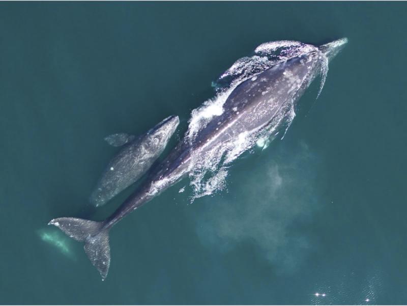 Photograph showing gray whale mother and calf swimming along the central California Coast near Piedras Blancas, CA.