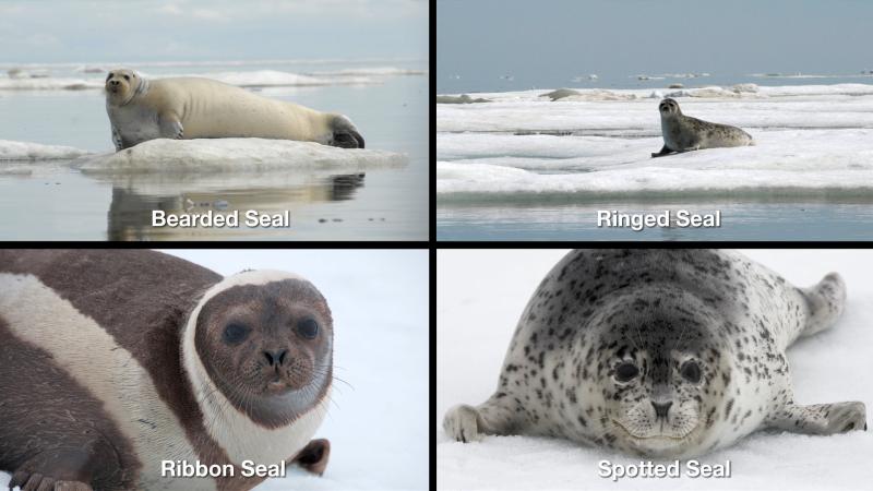 4 images in a grid showing photographs of a bearded seal, ringed seal, ribbon seal, and spotted seal.