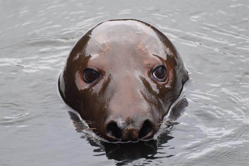 Caring for grey seals