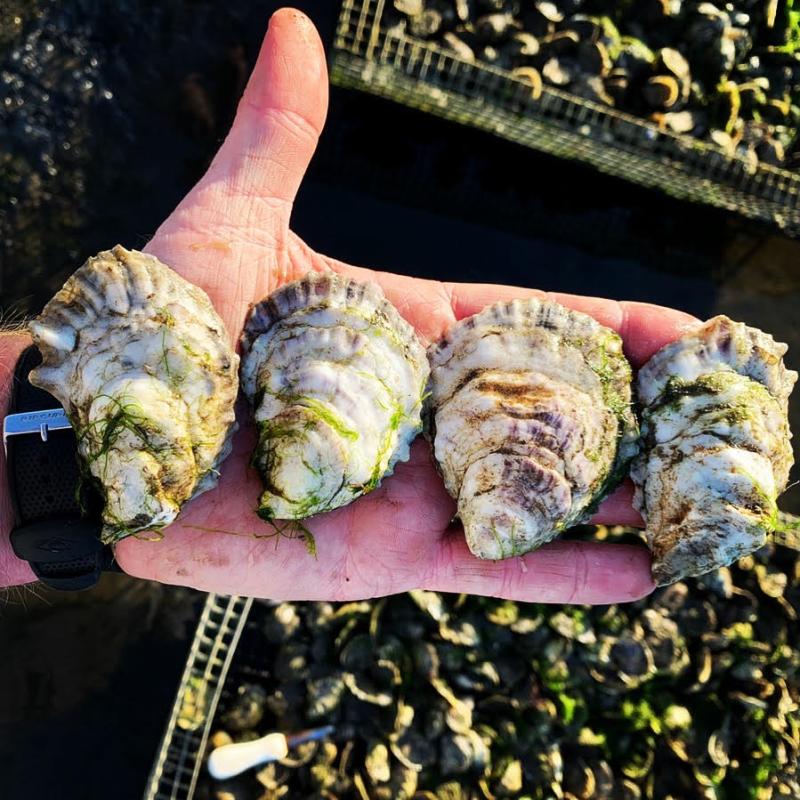 A hand holding four Swell Oysters in the shell. The four oysters are market-size and take up the person's entire hand.