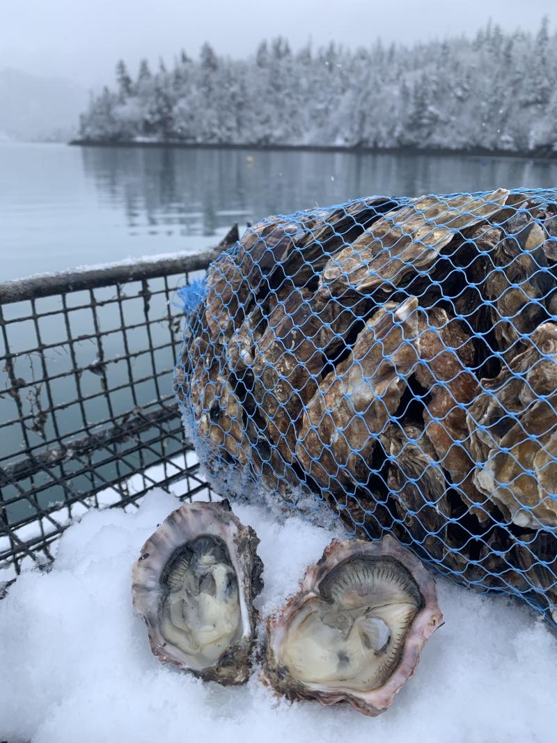 Two Alaska Shellfish Farms oysters, shucked and arranged on a bed of snow outdoors, next to a biodegradable plastic bag of oysters and an oyster cage.