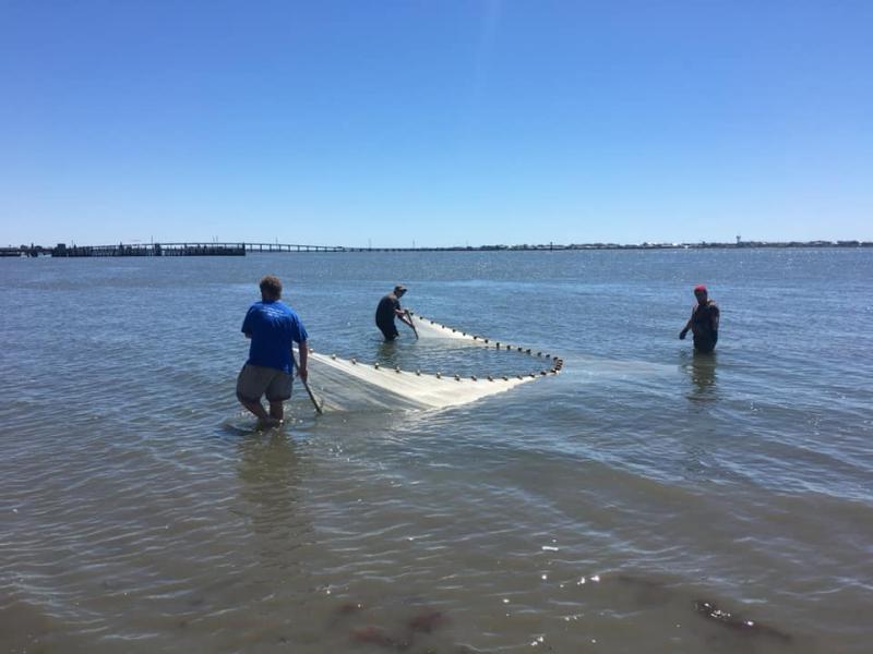 Two students pull a trawling net in Bogue Sound, as a third student looks on.
