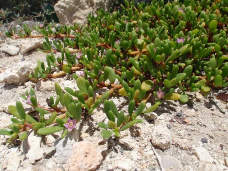 The indigenous plant and ground cover, ʻākulikuli