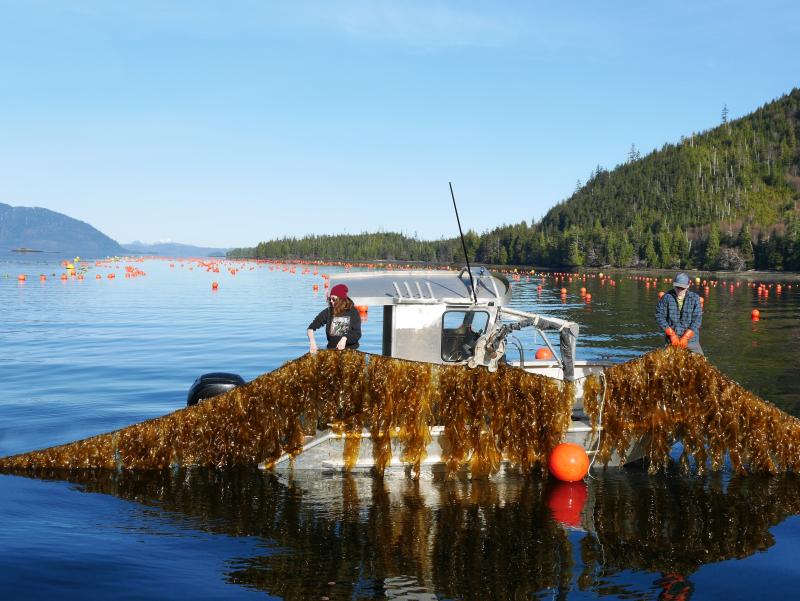 Two aquaculture workers pull a line of kelp out of the water and into their boat, on Seagrove Kelp Co's farm site. Buoy markers are present on the water's surface.
