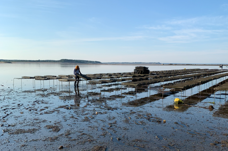 Man checks on oyster bed at Wellfleet Oyster Farm 
