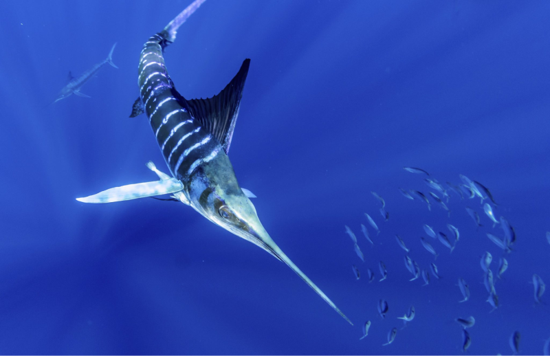 A striped marlin with a school of smaller fish