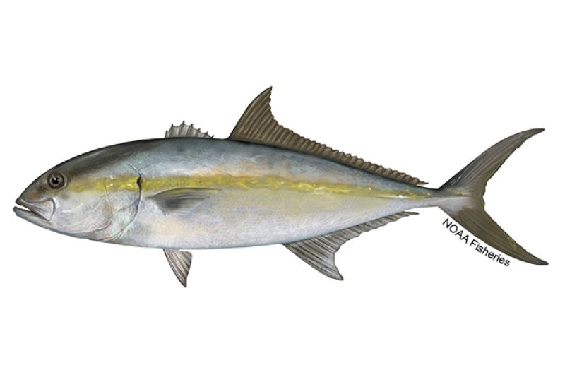 Side-profile illustration of a greater amberjack fish with bluish gray back and silvery white belly. Illustration shows an amber stripe on the fish's head and along the middle of the body in addition to a yellow stripe from eye to tail. Credit: NOAA Fisheries/Jack Hornady