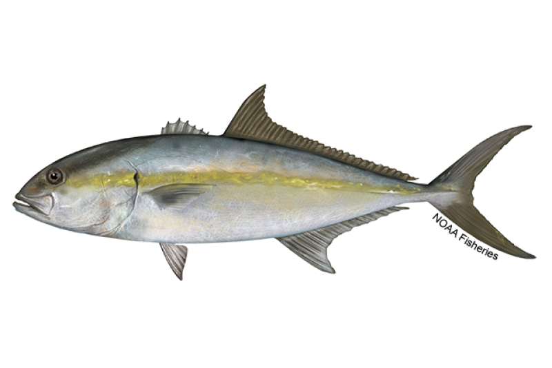 Amberjack