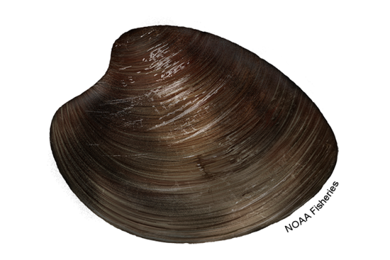 Illustration of ocean quahog clam species with dark brown, hard, oval shell showing growth rings. Credit: NOAA Fisheries/Jack Hornady