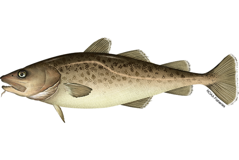 Side-profile illustration of a brown/grayish Pacific cod fish with dark spot patterning and long chin barbell (a whisker-like organ). Credit: NOAA Fisheries/Jack Hornady