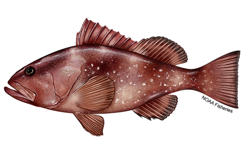Side-profile illustration of a red grouper fish with dark red body, white spots and some pink shading, and a large mouth. Credit: NOAA Fisheries/Jack Hornady