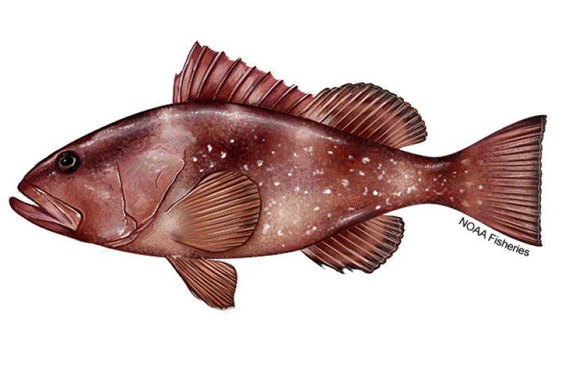 https://www.fisheries.noaa.gov/s3/styles/original/s3/2022-10/640x427-Grouper-Red-NOAAFisheries.png?itok=qUuEKlTM