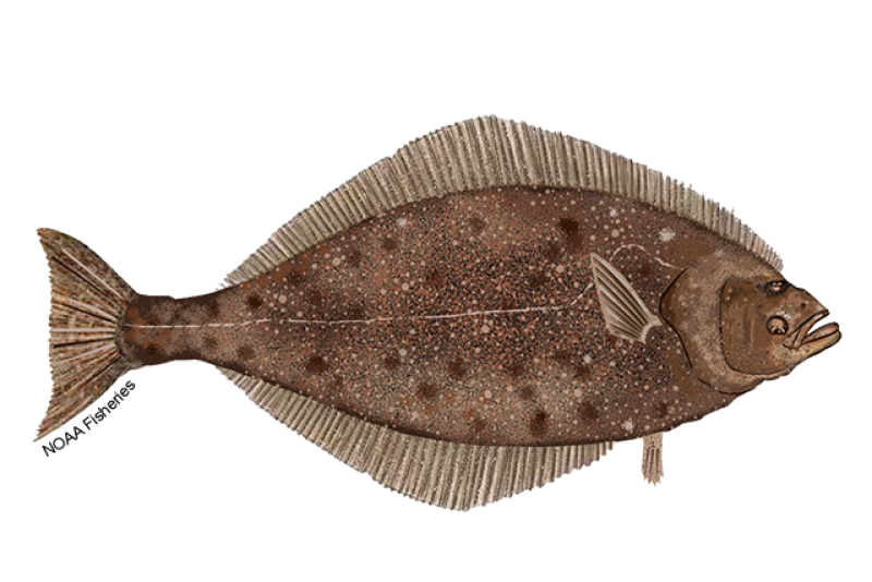 Illustration of a right-facing, mottled gray-brown Pacific halibut flatfish with both diamon-shaped body. Credit: NOAA Fisheries/Jack Hornady
