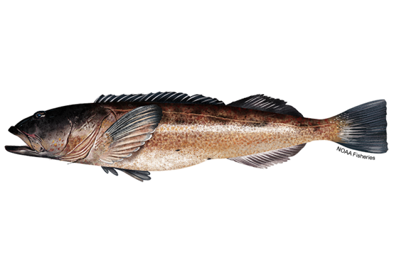 Side-profile illustration of a long lingcod fish with a big head and mouth and copper-colored mottling/spotting on its body. Credit: NOAA Fisheries/Jack Hornady
