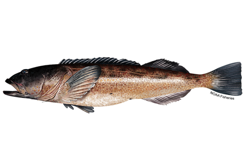 How to Catch Yelloweye Rockfish- Tips for Fishing for Lingcod