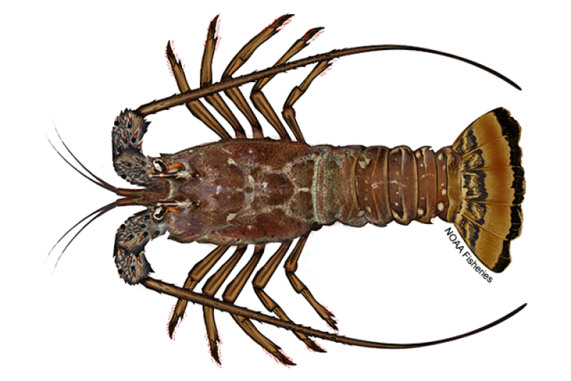 Illustration of a Caribbean spiny lobster looking down on its back. Illustration shows reddish brown shell with dark and cream-colored, yellowish spots on body and tail. Forward-pointing spines cover their bodies for protection. Credit: NOAA Fisheries/Jack Hornady