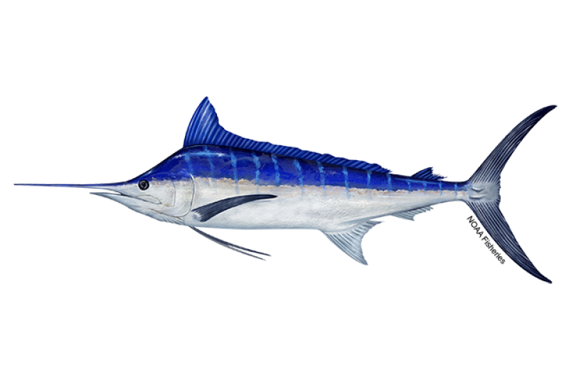 Side-profile illustration of a Pacific blue marlin fish with spear-shaped upper jaw. Body is dark cobalt blue with lighter blue vertical stripes on the upper half and silvery white on the bottom half. Credit: NOAA Fisheries/Jack Hornady