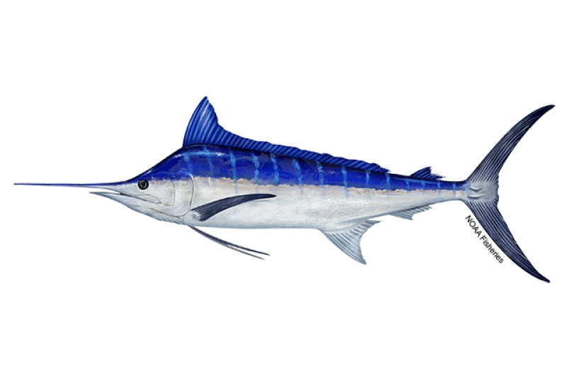 https://www.fisheries.noaa.gov/s3/styles/original/s3/2022-10/640x427-Marlin-Pacific-Blue-NOAAFisheries_0.png?itok=x2sBebJo