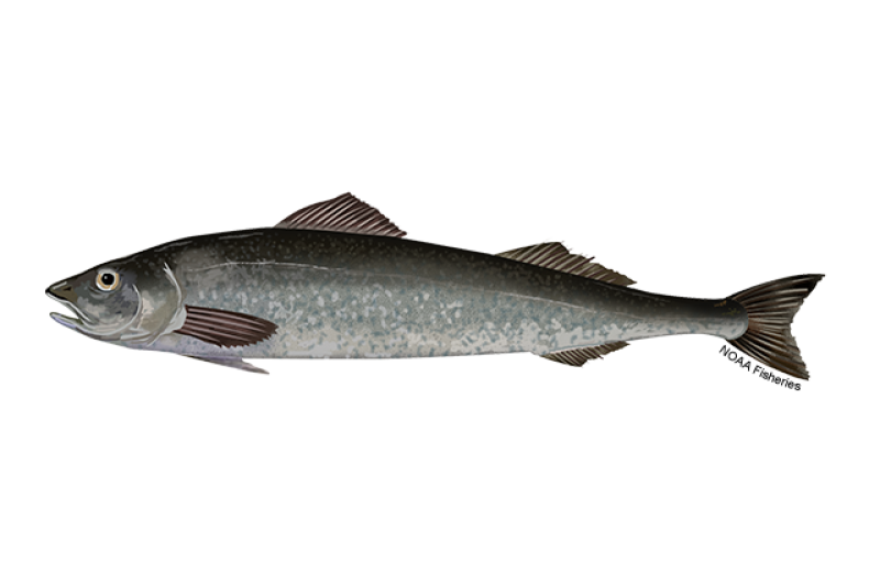 Side-profile illustration of a sablefish with long body resembling a cod fish. Upper half of body is dark gray and lower half is lighter gray. Credit: NOAA Fisheries/Jack Hornady