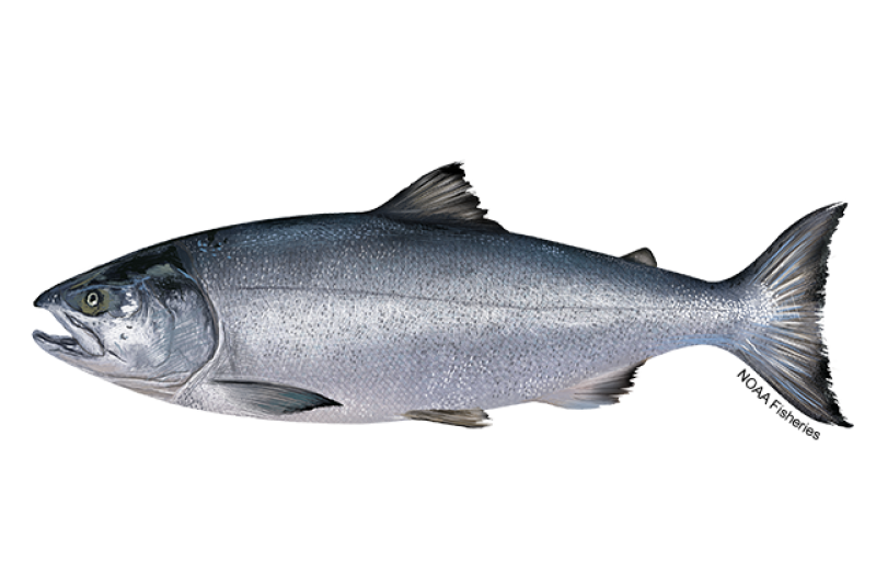 Side-profile illustration of a big chum salmon fish with dark metallic bluish-green coloring and black speckles on its upper half and lighter, paler belly. Credit: NOAA Fisheries/Jack Hornady