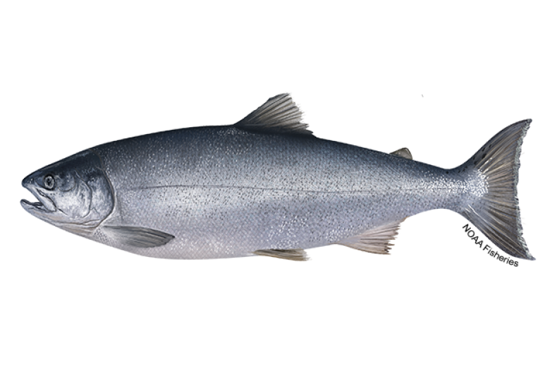 Side-profile illustration of a big coho salmon fish with dark metallic blue back, silver sides, and a light belly. Small black spots are present on the upper lobe of the tail fin. Credit: NOAA Fisheries/Jack Hornady