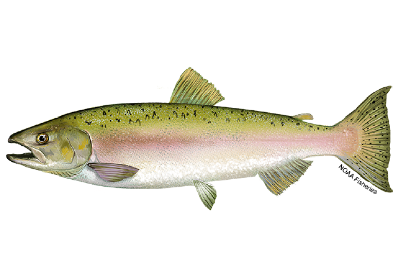 Side-profile illustration of a pink salmon fish with white underside, silver and pink on the side, and green upper back with dark spots. Credit: NOAA Fisheries/Jack Hornady