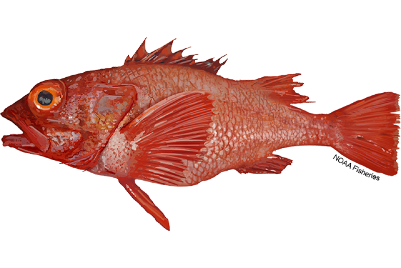 Side-profile illustration of a bright red shortspine thornyhead fish with a big head, big yellow eye, and a spiny ridge on its head. Credit: NOAA Fisheries/Jack Hornady