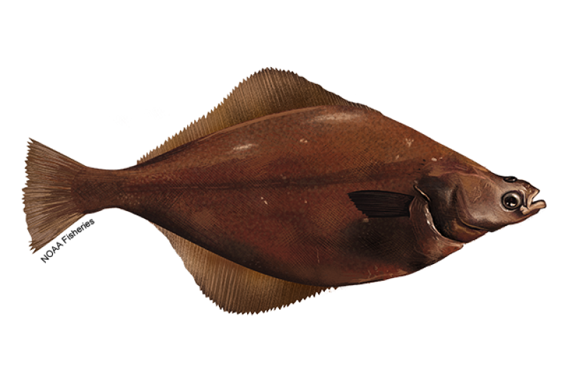 Illustration of an English sole flatfish with diamond-shaped body, brown coloring, pointed snout, and both eyes on the right side of their head. Credit: NOAA Fisheries/Jack Hornady