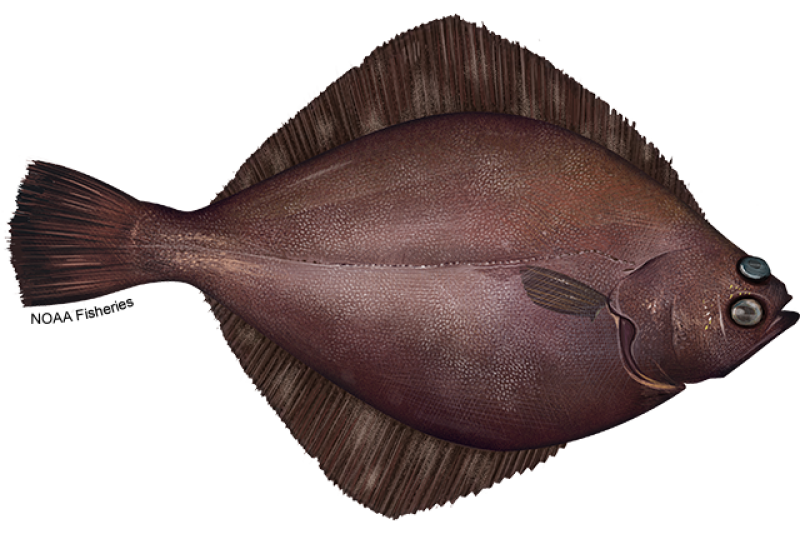 Illustration of  flathead sole flatfish with oval-shaped, reddish gray-brown body, and both eyes on the right of their head. Credit: NOAA Fisheries/Jack Hornady