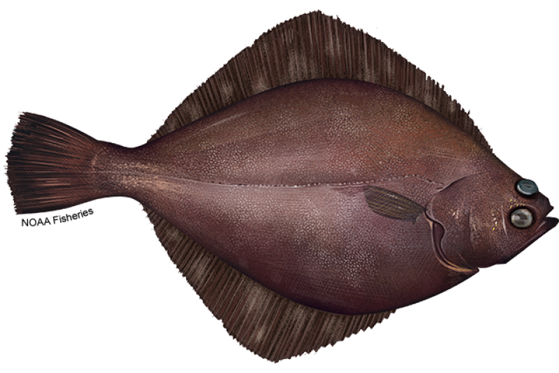 Flathead Sole NOAA Fisheries