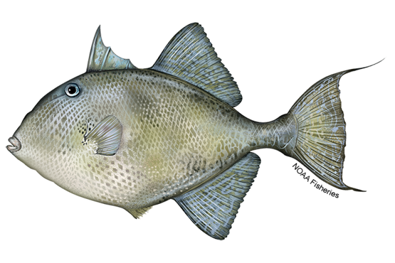 Side-profile illustration of a gray triggerfish with round, olive-gray body. Gray triggerfish have blue spots and lines on their body and fins. Credit: NOAA Fisheries/Jack Hornady