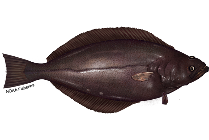 Illustration of the right-eyed Greenland turbot flatfish with grayish brown body and large mouth and teeth. Credit: NOAA Fisheries/Jack Hornady