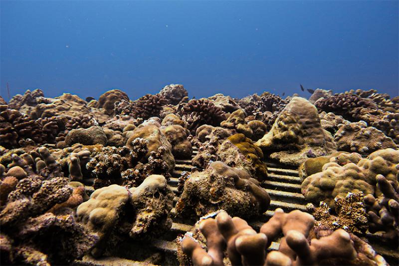 Hand made coral nurseries to restore coral reefs