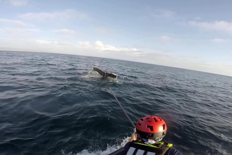 Person extending a pole in the water towards an entangled whale