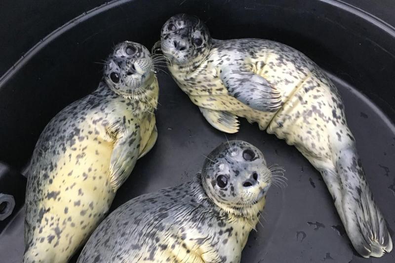 Harbor seals in a holding tank looking up at the camera