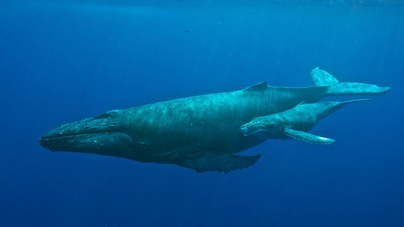 A humpback mother and calf swimming off the West Coast