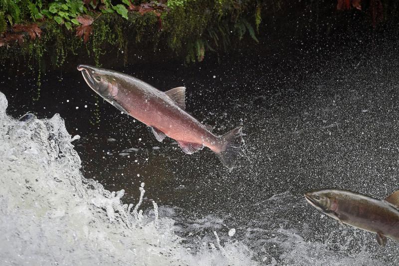 Coho salmon leaping upstream