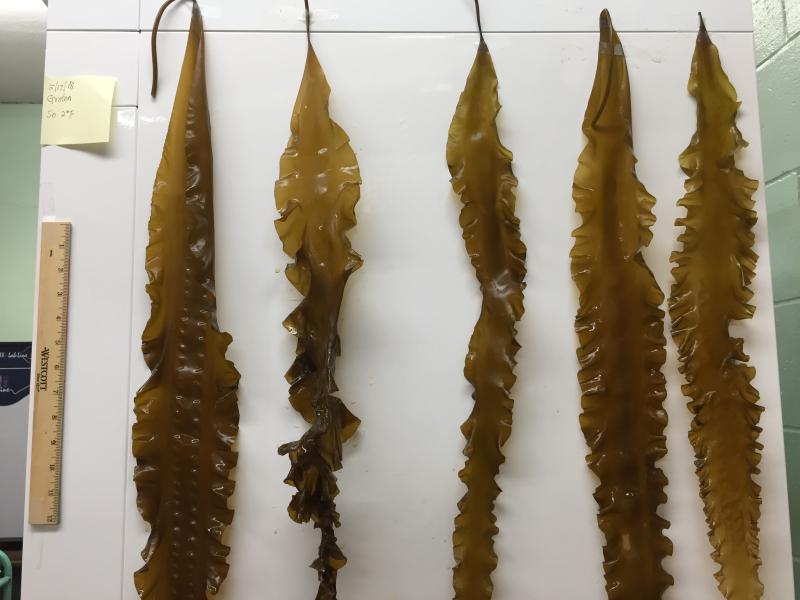 Five wavy brown blades of sugar kelp against a white background with a ruler for scale.