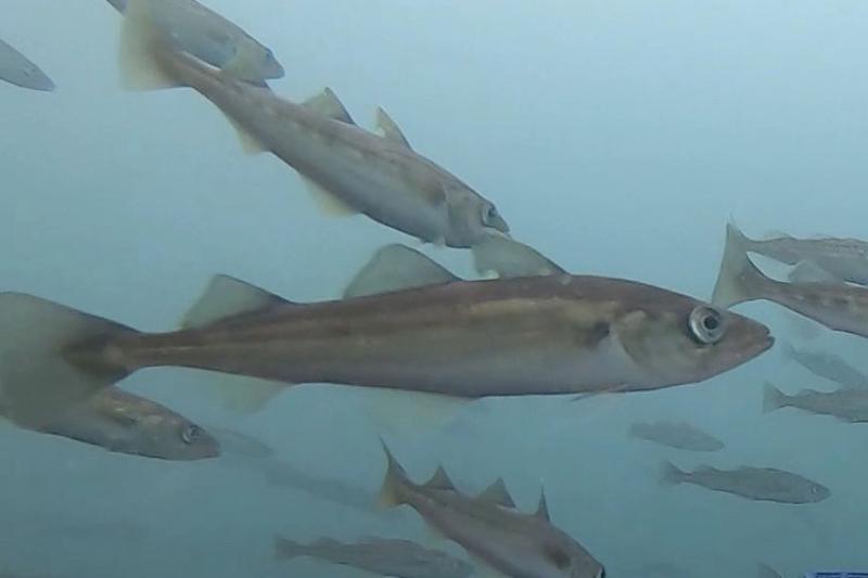 Several pollock swimming in open blue water