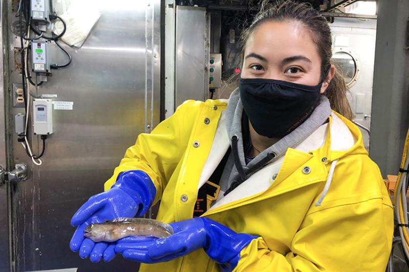 A woman scientist stands inside a research vessel wearing a yellow raincoat, blue rubber gloves and wears a face mask. She is holding a very small Atlantic wolffish.
