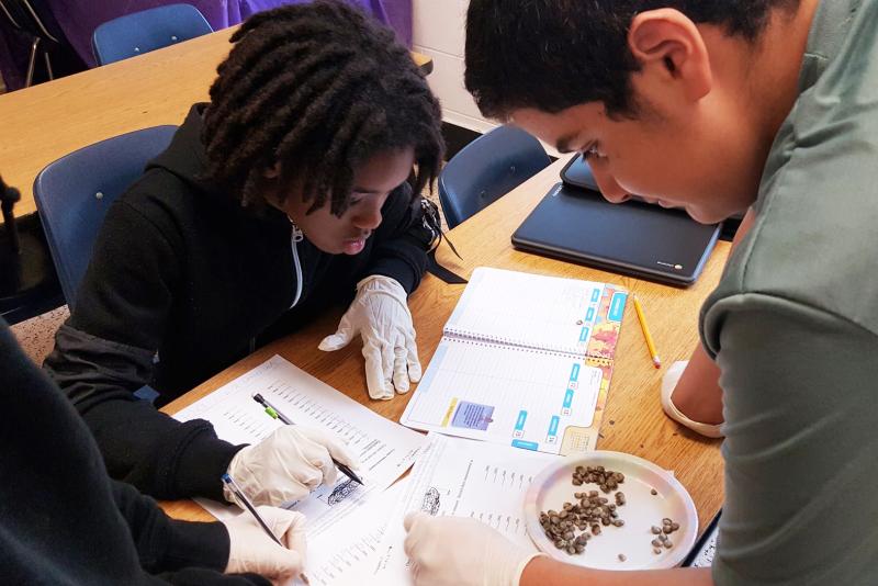 Two students wearing gloves lean over a desk, where they are counting and recording information about baby oysters.