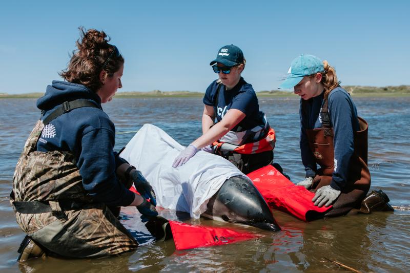 WDC provides supportive care to a live-stranded common dolphin. Photo credit: Andrea Spence/IFAW