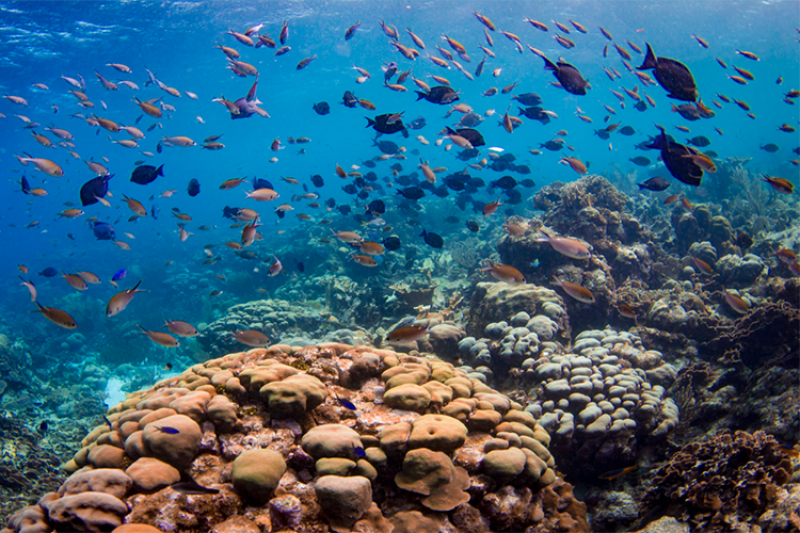 Fish swim above a coral reef in the Caribbean