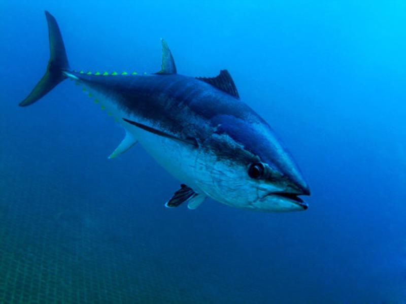 Atlantic bluefin tuna swimming