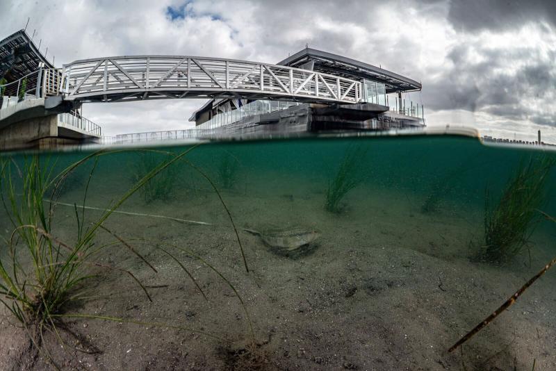 Spotted Sand Bass in shallow water