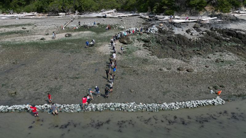 Aerial image of Swinomish community members building first modern clam garden on intertidal beach