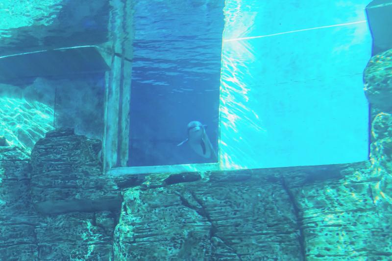 Izzy in her new home at Clearwater Marine Aquarium